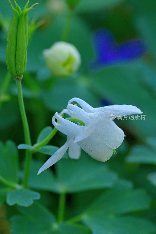 耧斗菜/耧斗菜